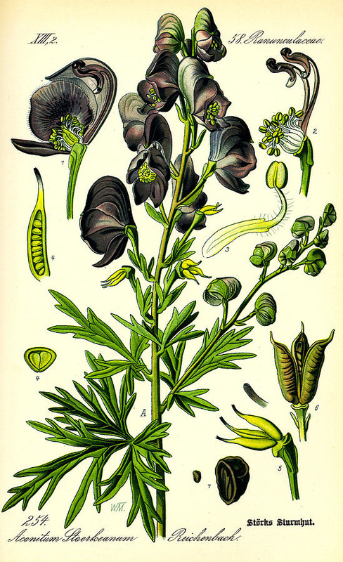monkshood and wolfsbane are also known as